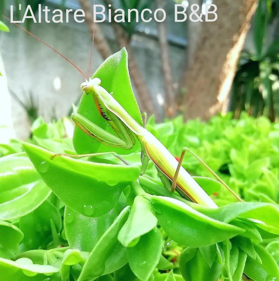 ויאסטה B&B L'Altare Bianco מראה חיצוני תמונה