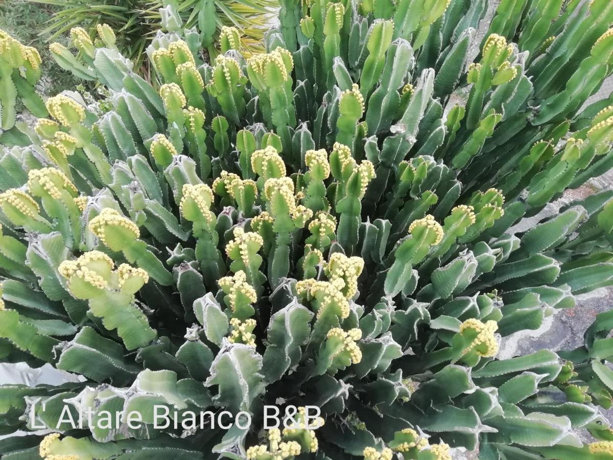 ויאסטה B&B L'Altare Bianco מראה חיצוני תמונה