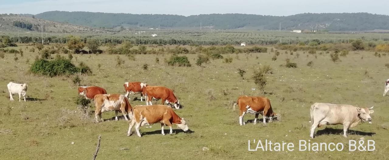 ויאסטה B&B L'Altare Bianco מראה חיצוני תמונה
